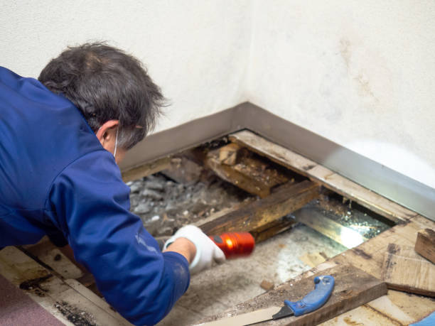Best Crawl Space Mold Removal  in Steiner Ranch, TX