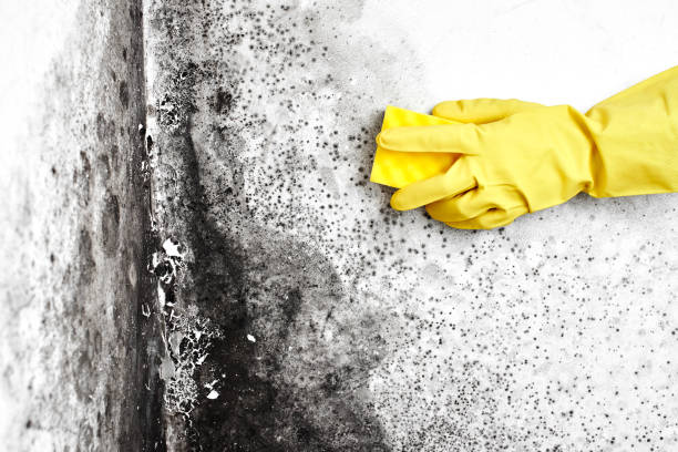 Best Office Mold Removal Services  in Steiner Ranch, TX