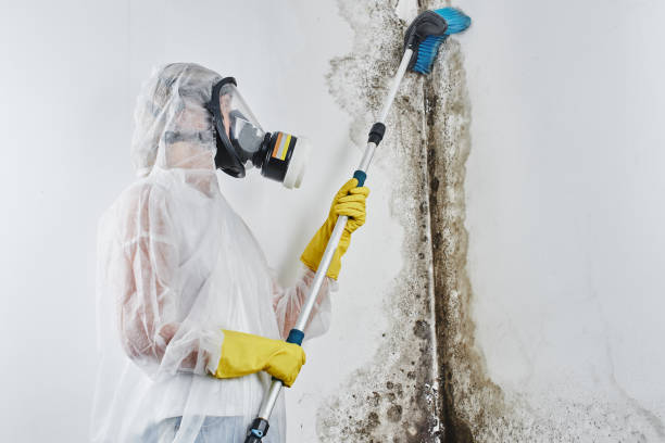 Crawl Space Mold Removal in Steiner Ranch, TX