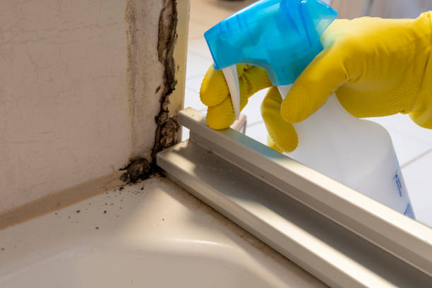 Best Mold Testing  in Steiner Ranch, TX