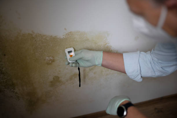 Best Mold Testing  in Steiner Ranch, TX
