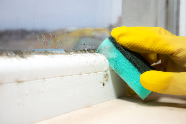 Best Office Mold Removal Services  in Steiner Ranch, TX