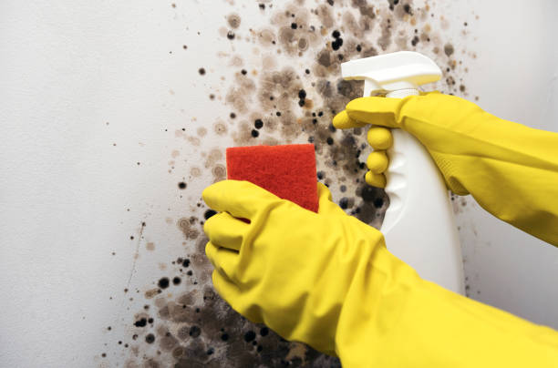 Best Black Mold Removal  in Steiner Ranch, TX