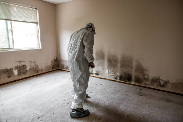 Best Affordable Mold Removal  in Steiner Ranch, TX
