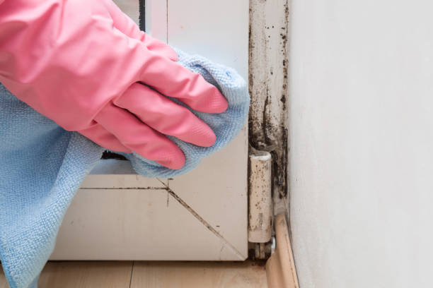 Best Mold Damage Repair  in Steiner Ranch, TX