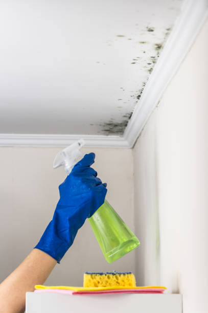 Steiner Ranch, TX Mold Removal Company